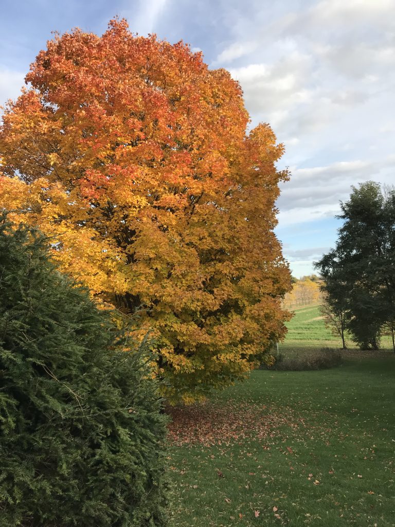 Beautiful Fall colours